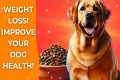 HOW TO HELP YOUR DOG LOSE WEIGHT |