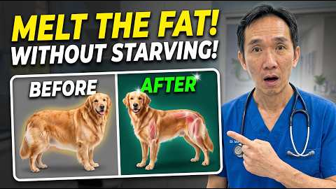 How to Make Your Dog Lose Weight WITHOUT Starving Them! (Vet Secret Exposed)