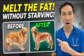 How to Make Your Dog Lose Weight